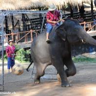 Thailand 2009 Chang Mai Elefant Camp 015.jpg